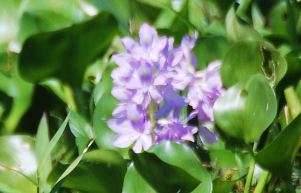 Brasile - foresta amazonica: Eichhornia sp.  e  Pontederia rotundifolia (Pontederiaceae)